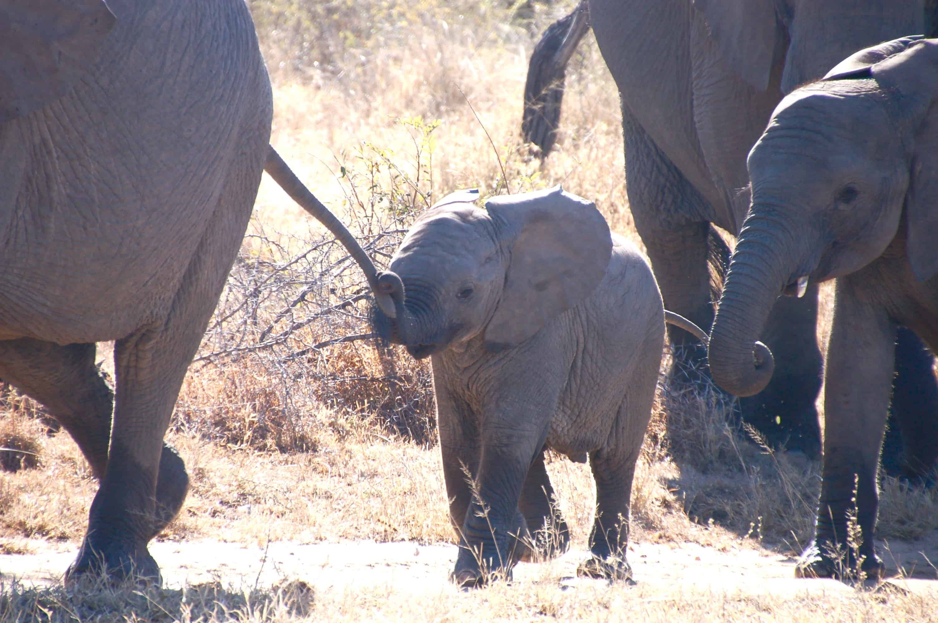 Dreams of an Elephant: An open letter to the community (RIP Beulah 1967 ...